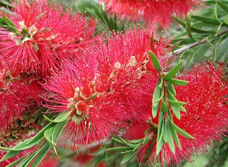 Crimson Bottlebrush